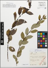 Foto von Salix myrsinifolia Salisb.